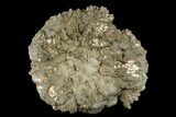 Iridescent, Pyritized Ammonite Fossil - Russia #181226-1